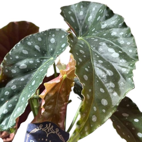 種類・用途,植物｜芳樹園オンラインショップ