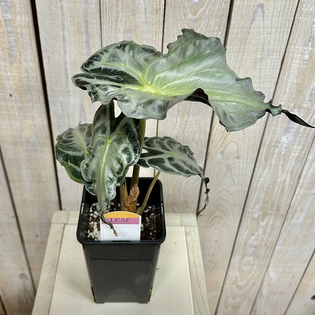 A】アロカシア ヴェノム 4号ロング角鉢(現品)｜芳樹園オンラインショップ