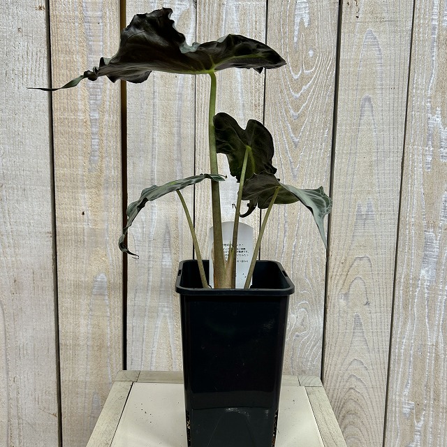 A】アロカシア ヴェノム 4号ロング角鉢(現品)｜芳樹園オンラインショップ