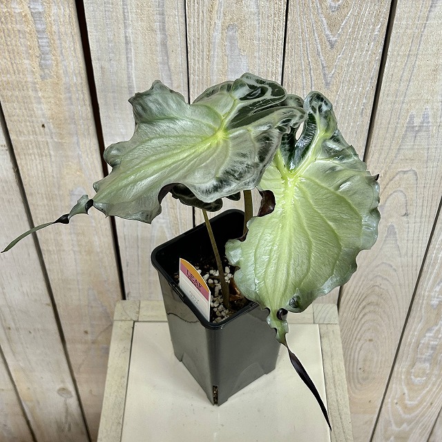 B】アロカシア ヴェノム 4号ロング角鉢(現品)｜芳樹園オンラインショップ