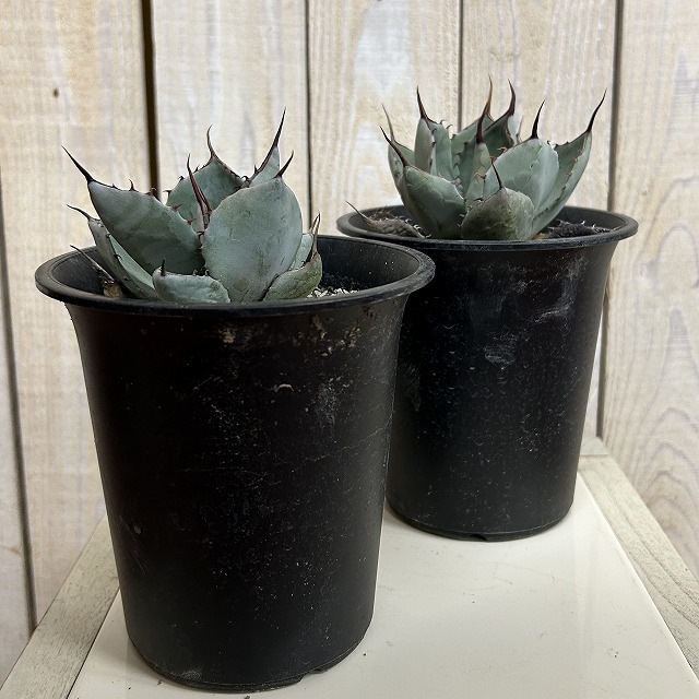 アガベ パリィ トゥルンカータ 4号ロング鉢(個体おまかせ1鉢)｜芳樹園