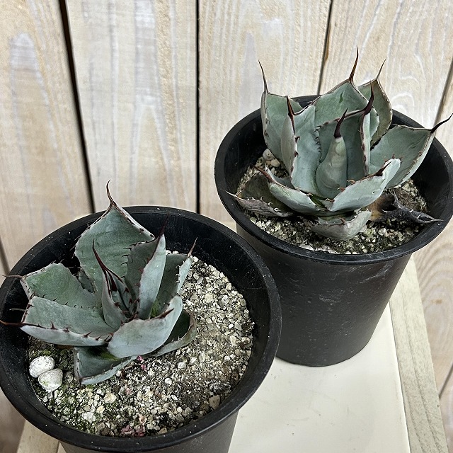 アガベ パリィ トゥルンカータ 4号ロング鉢(個体おまかせ1鉢)｜芳樹園