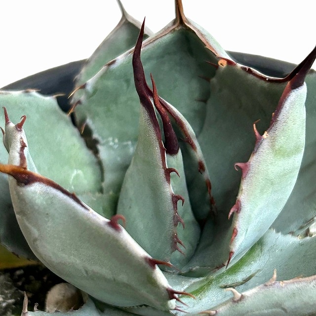 アガベ パリィ トゥルンカータ 4号ロング鉢(個体おまかせ1鉢)｜芳樹園