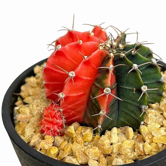 種類・用途,植物,多肉植物・サボテン｜芳樹園オンラインショップ