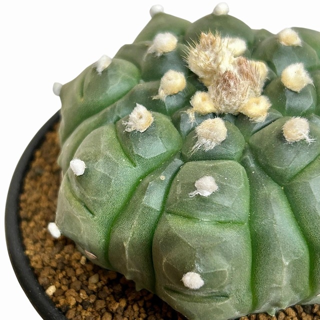 亀甲兜丸(アストロフィツム アステリアス) 3号ロング鉢(現品)｜芳樹園