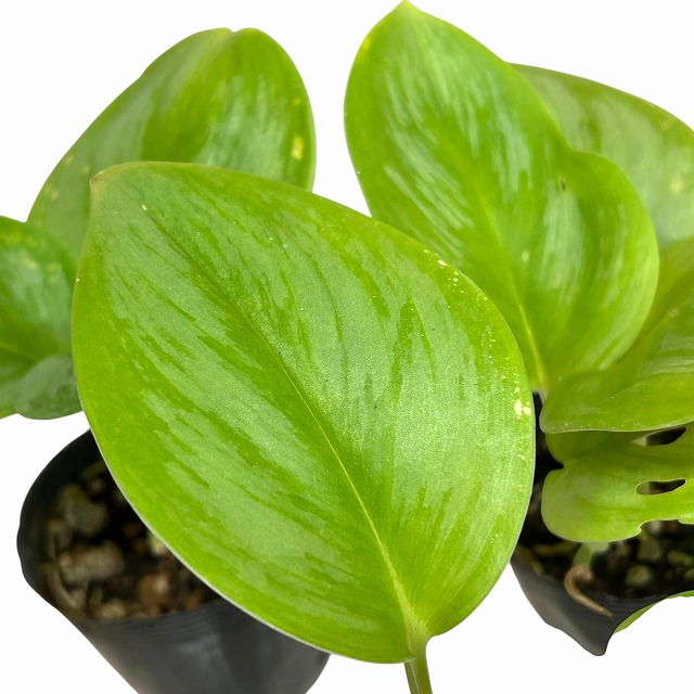 種類・用途,植物,観葉植物｜芳樹園オンラインショップ