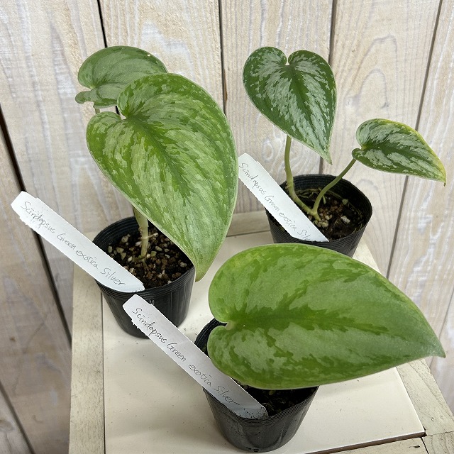 スキンダプサス Green exotica Silver 2.5号ポット(個体おまかせ1鉢
