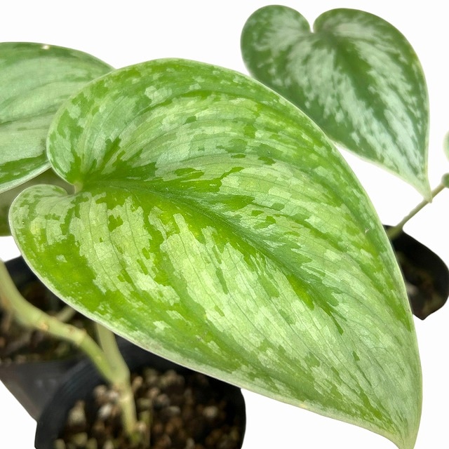 種類・用途,植物,観葉植物|芳樹園オンラインショップ 種類・用途,植物,観葉植物|芳樹園オンラインショップ