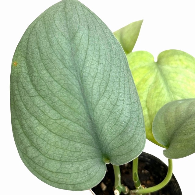種類・用途,植物,観葉植物|芳樹園オンラインショップ 種類・用途,植物,観葉植物|芳樹園オンラインショップ