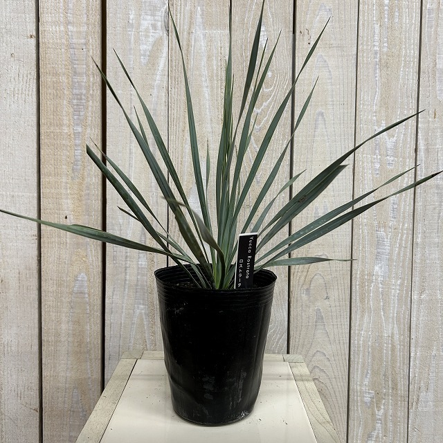 ユッカ ロストラータ シルバーブルー 苗 4.5号ポット(個体おまかせ1鉢