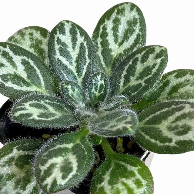 プリムリナ シノベトナミカ seeds 3号ロング角鉢(個体おまかせ1鉢