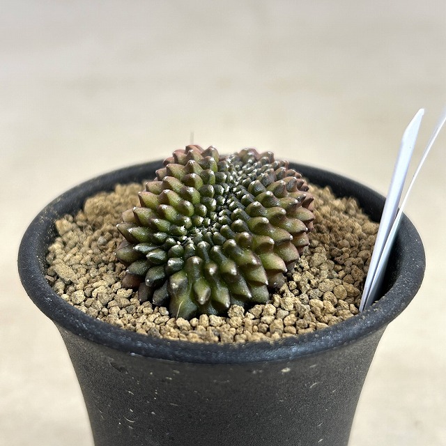 個体B】ギムノカリキウム 棘無し牡丹玉 石化 2.5号(現品)｜芳樹園