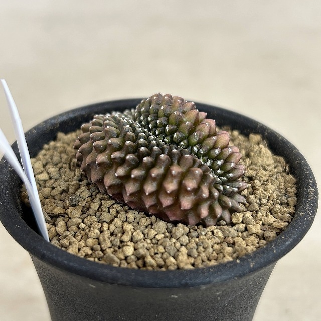 個体B】ギムノカリキウム 棘無し牡丹玉 石化 2.5号(現品)｜芳樹園