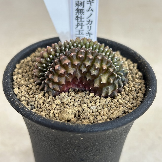 個体B】ギムノカリキウム 棘無し牡丹玉 石化 2.5号(現品)｜芳樹園