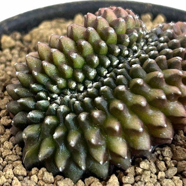 個体B】ギムノカリキウム 棘無し牡丹玉 石化 2.5号(現品)｜芳樹園