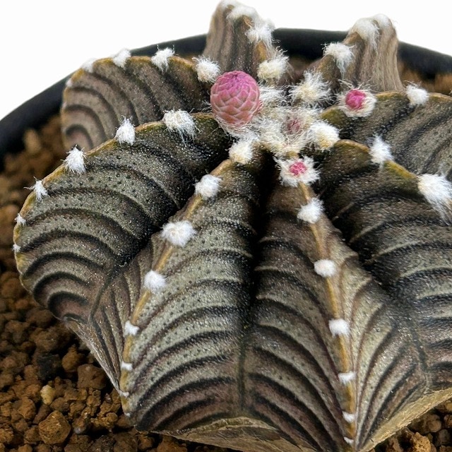 種類・用途,植物,多肉植物・サボテン｜芳樹園オンラインショップ