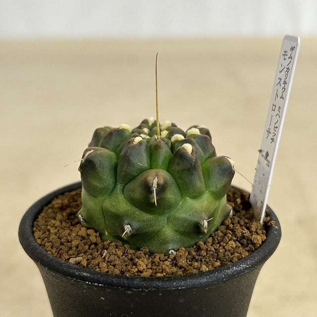 ギムノカリキウム ミハノビッチ モンストローサ 2.5号(現品)｜芳樹園