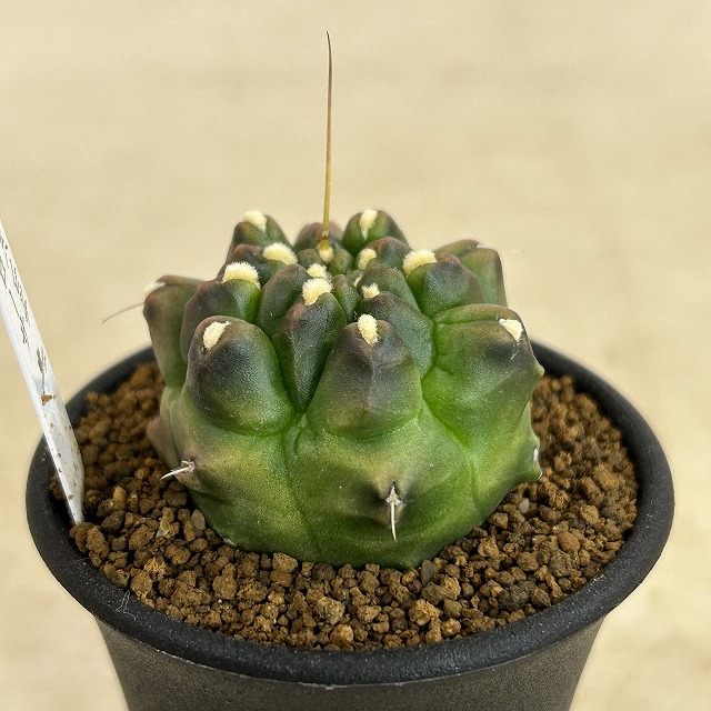 ギムノカリキウム ミハノビッチ モンストローサ 2.5号(現品)｜芳樹園