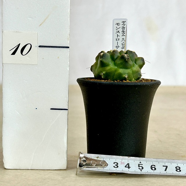 ギムノカリキウム ミハノビッチ モンストローサ 2.5号(現品)｜芳樹園