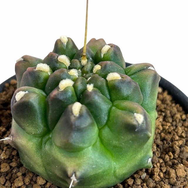 ギムノカリキウム ミハノビッチ モンストローサ 2.5号(現品)｜芳樹園