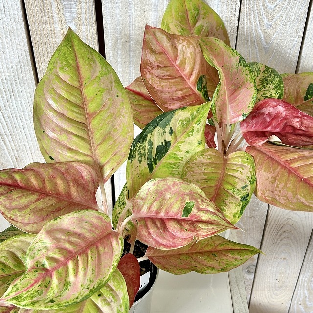 アグラオネマ・プラカイペット（Aglaonema ‘Prakai Pet’） アグラオネマ プラカイペットレッド 4号鉢(個体おまかせ1鉢)｜芳樹園