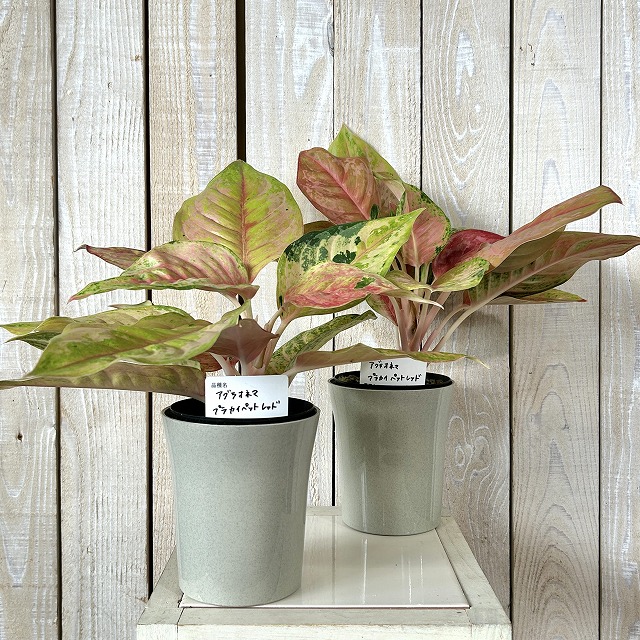 アグラオネマ・プラカイペット（Aglaonema ‘Prakai Pet’） アグラオネマ プラカイペットレッド 4号鉢(個体おまかせ1鉢)｜芳樹園