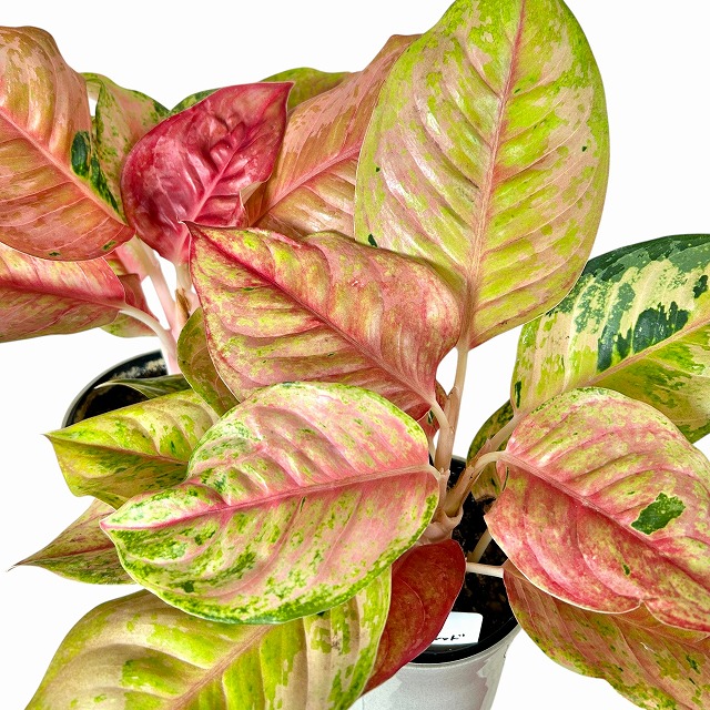 アグラオネマ・プラカイペット（Aglaonema ‘Prakai Pet’） アグラオネマ プラカイペットレッド 4号鉢(個体おまかせ1鉢)｜芳樹園