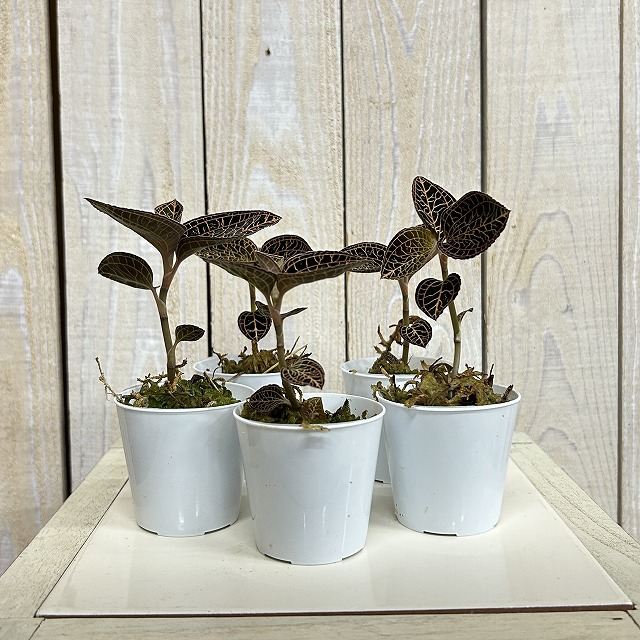 ジュエルオーキッド Anoectochilus albolineatus 2号(個体おまかせ1鉢
