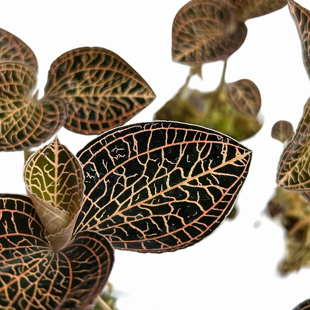 ご*り様 【斑入り】 ジュエルオーキッド Anoectochilus Varie ご*り様 【斑入り】 ジュエルオーキッド Anoectochilus Varie 【公式通販】