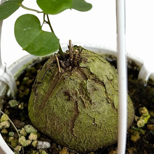 種類・用途,植物(小売専用),多肉植物・サボテン｜芳樹園オンラインショップ