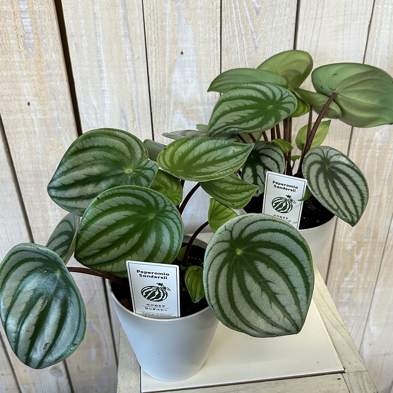 スイカペペ(ペペロミア サンデルシー) 4号鉢(個体おまかせ1鉢)｜芳樹園