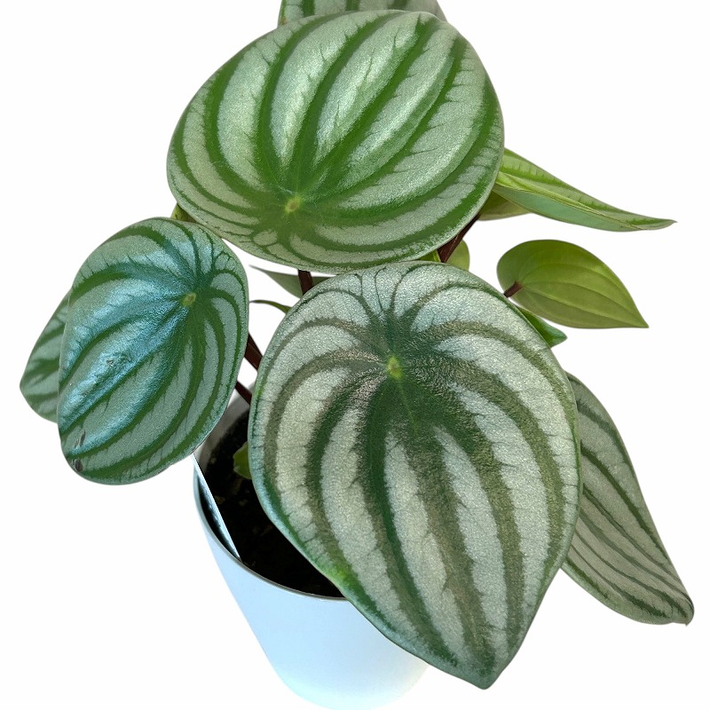 スイカペペ(ペペロミア サンデルシー) 4号鉢(個体おまかせ1鉢)｜芳樹園