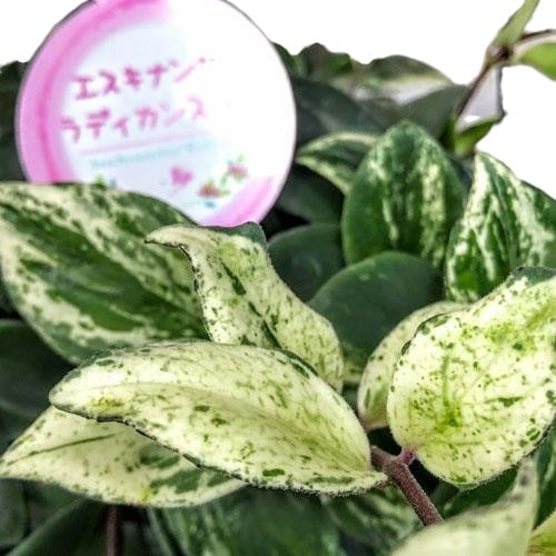 斑入りエスキナンサス ラディカンス バリエガータ(白斑) 5号吊り鉢