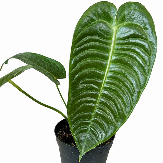 種類・用途,植物,観葉植物｜芳樹園オンラインショップ