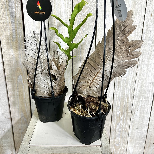 ドリナリア クエルキフォリア 4号吊り鉢(個体おまかせ1鉢)｜芳樹園