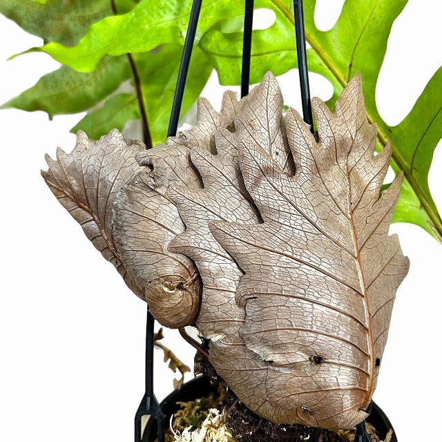 ドリナリア クエルキフォリア 4号吊り鉢(個体おまかせ1鉢)｜芳樹園