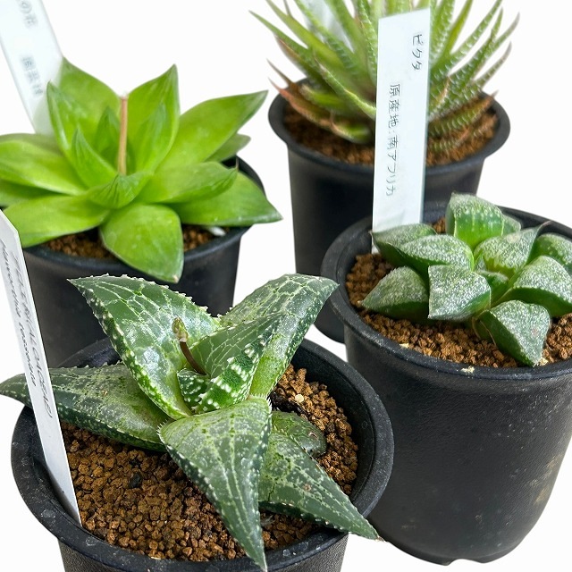 選べるハオルチア2 2.5号鉢(個体おまかせ1鉢)｜株式会社芳樹園 LEAFS