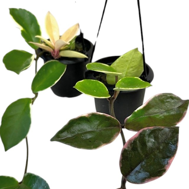 すべての商品｜芳樹園オンラインショップ