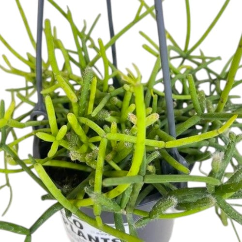 リプサリス sp.(品種不明) 4号吊り鉢(底穴なし) ECO PLANTS(個体