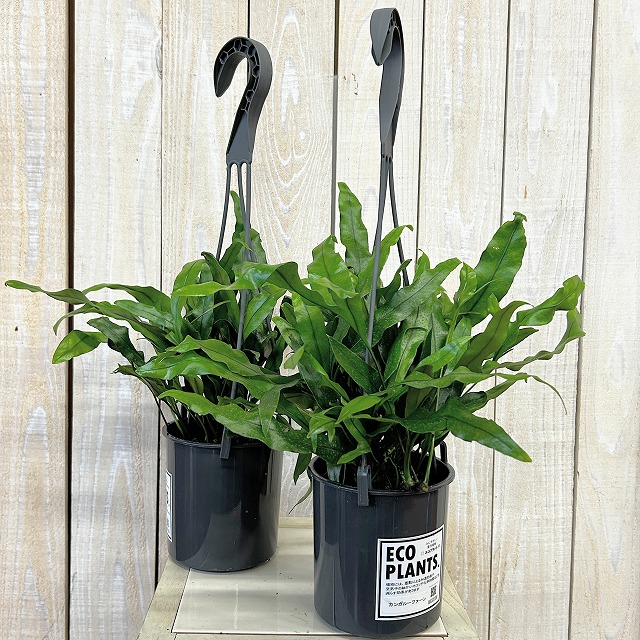 カンガルーファーン 4号吊り鉢(底穴なし) ECO PLANTS(個体おまかせ1鉢