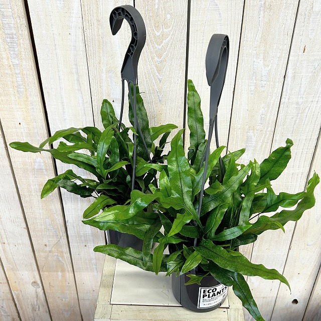 カンガルーファーン 4号吊り鉢(底穴なし) ECO PLANTS(個体おまかせ1鉢