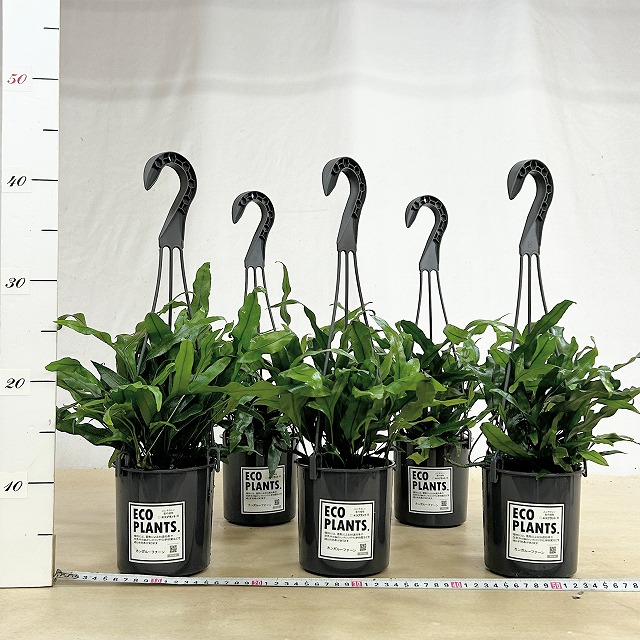 カンガルーファーン 4号吊り鉢(底穴なし) ECO PLANTS(個体おまかせ1鉢