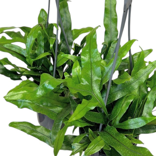 カンガルーファーン 4号吊り鉢(底穴なし) ECO PLANTS(個体おまかせ1鉢