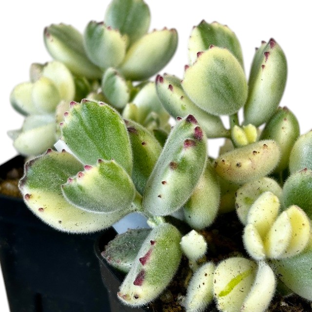 種類・用途,植物,多肉植物・サボテン｜芳樹園オンラインショップ