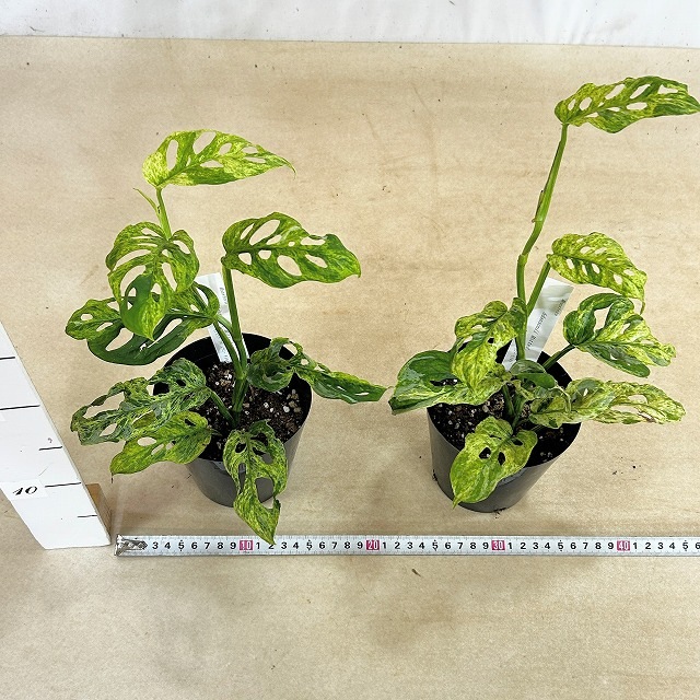 現品］28番 Y マドカズラ ミント 斑入り 7号 観葉植物 室内 レア 園芸