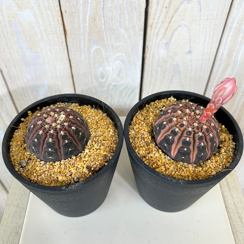 ギムノカリキウム ラゴネシー 3.5号鉢(個体おまかせ1鉢)｜芳樹園