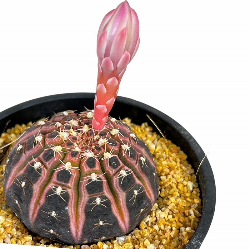 種類・用途,植物,多肉植物・サボテン｜芳樹園オンラインショップ