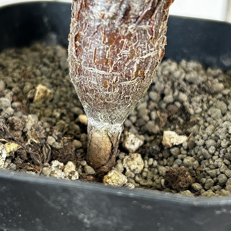 センナ メリディオナリス 3号角鉢(個体おまかせ1鉢)｜芳樹園オンライン