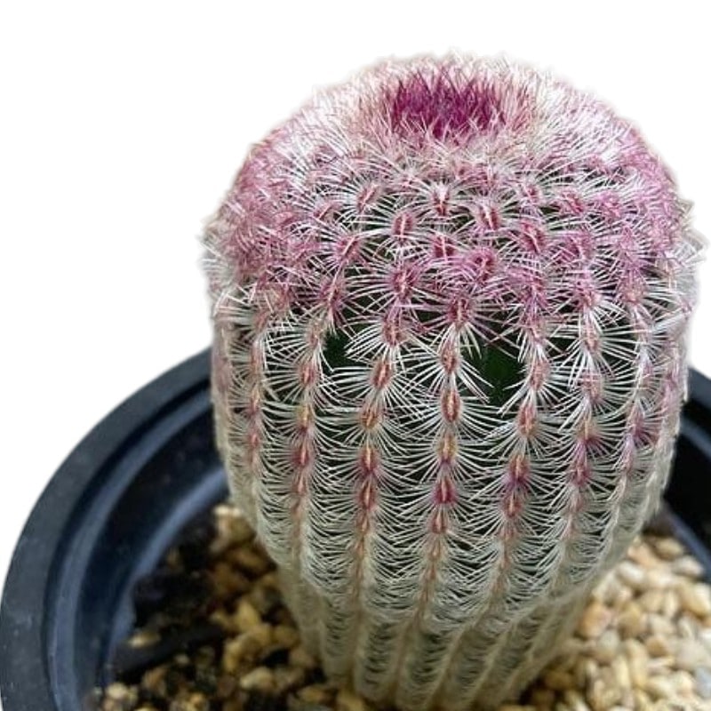 種類・用途,植物,多肉植物・サボテン｜芳樹園オンラインショップ