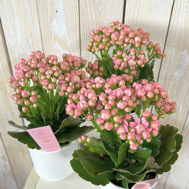訳あり】薔薇咲きカランコエ モアフラワーズパリ 濃いピンク 3.5号鉢